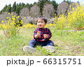 菜の花畑で遊ぶ幼児　男児 66315751