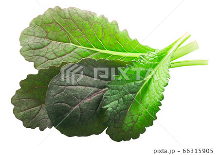 Red Komatsuna or Mizuna, a Japanese mustard 66315905