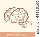 doodle brain isolated on white background. Vector 66316100