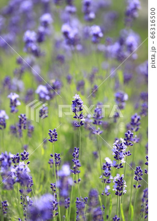 紫色のラベンダー畑    紫色のラベンダー畑    66316500