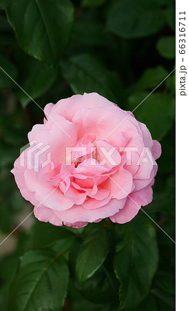 風景自然植物写真 ピンクの可愛い薔薇 バラの季節 六月のバラの写真素材