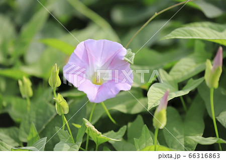 ピンク色のヒルガオの花 66316863