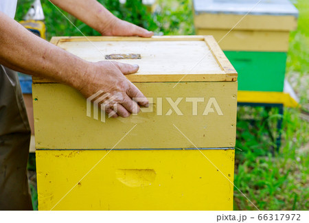 Beekeeper opens the hive to inspect the life of Beekeeper opens the hive to inspect the life of 66317972