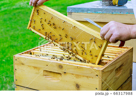 Beekeeper works on takes out frames with 66317988