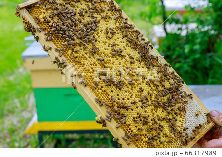 Beekeeper holds a open honeycombs with frame raw 66317989