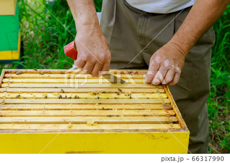 Beekeeper works on takes out frames with 66317990