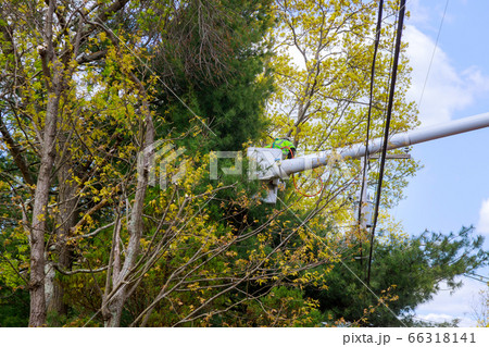 Professional landscapers spring pruning of trees Professional landscapers spring pruning of trees 66318141