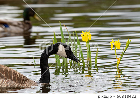 カナダ雁の顔のクロ－ズアップ　　バンク－バ－　ブリティッシュコロンビア　カナダ 66318422