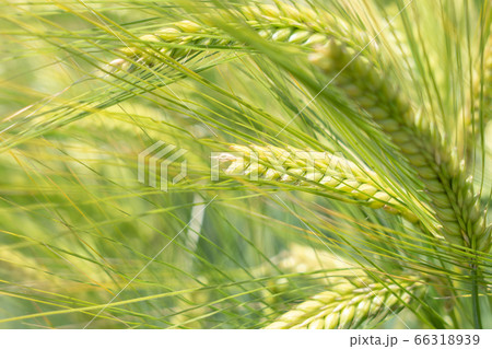 明るい緑のビール麦　麦畑　（5月） 66318939
