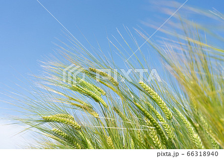 青空と緑のビール麦　麦畑　（5月） 66318940
