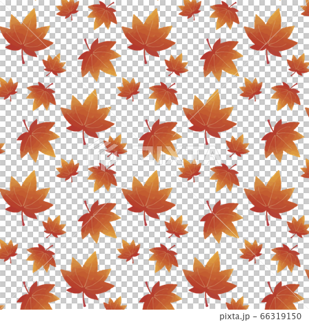 楓葉圖案1白色背景 66319150