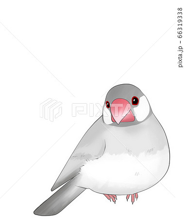 文鳥 66319338