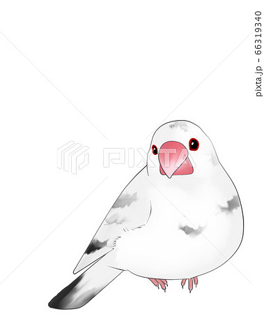 文鳥のイラスト素材