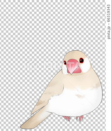 文鳥 文鳥 66319343