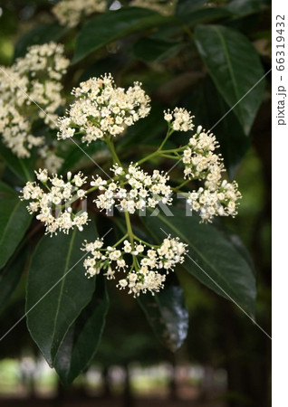 咲き始めたサンゴジュの花 66319432