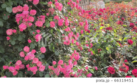 赤色 花 春 66319451