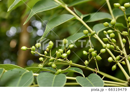 ハゼの若い実 66319479