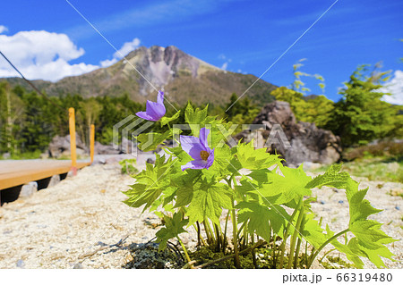 しらねあおいと日光白根山 しらねあおいと日光白根山 66319480