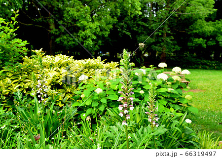 アカンサスの花 アカンサスの花 66319497