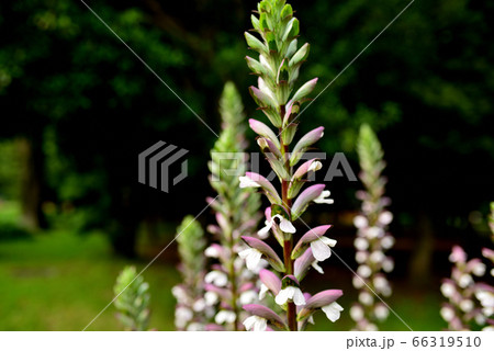 アカンサスの花 アカンサスの花 66319510