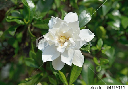 八重のコクチナシの花 八重のコクチナシの花 66319536