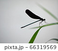 植物の葉にとまるハグロトンボ１ 66319569