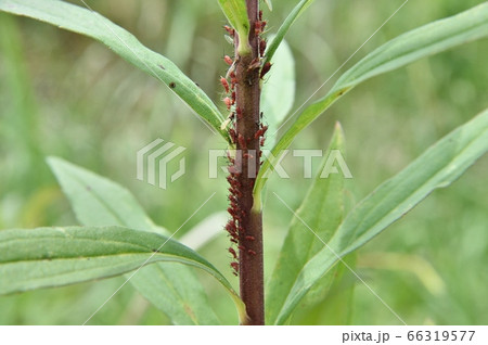 セイタカアワダチソウヒゲナガアブラムシ セイタカアワダチソウヒゲナガアブラムシ 66319577