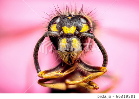 Extreme sharp and detailed study of wasp head 66319581