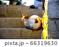 イスラエルの猫 66319630