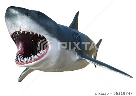 Shark Isolated On White Background 3d Illustrationのイラスト素材