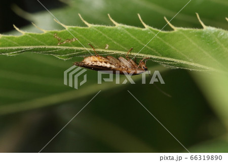 生き物　昆虫　モリチャバネゴキブリ、横から見ると・・・。平たい体に以外に尖がった顔。クヌギの葉裏で 66319890