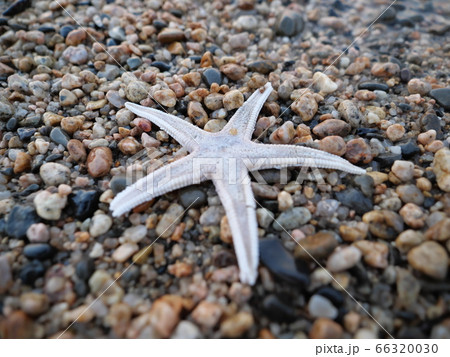 波打ち際に打ち上げられたヒトデと砂利 波打ち際に打ち上げられたヒトデと砂利 66320030