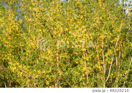 Blooming forsythia bush. Blooming forsythia bush. 66320210