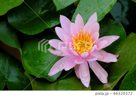 睡蓮の花びらに乗る雨水の写真素材