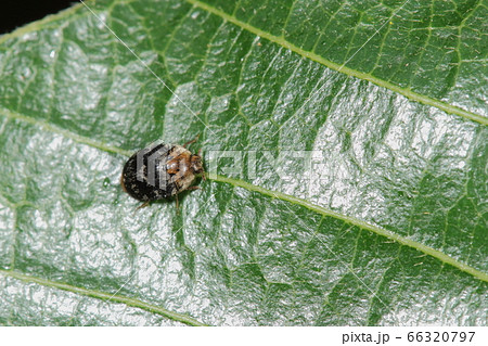 生き物 昆虫 カマキリタマゴカツオブシムシ、子供がカマキリの卵を食べて育つのでついた名前 生き物 昆虫 カマキリタマゴカツオブシムシ、子供がカマキリの卵を食べて育つのでついた名前 66320797