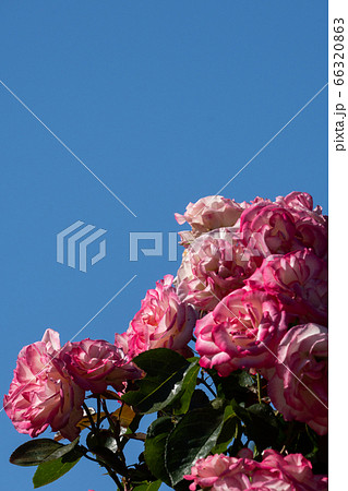 初夏のバラ、ニコルとさわやかな青空のコピースペース 初夏のバラ、ニコルとさわやかな青空のコピースペース 66320863