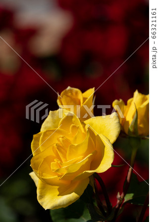 初夏の光とバラの花びらのクローズアップの写真素材