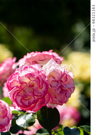 初夏の光とバラの花びらのクローズアップ 初夏の光とバラの花びらのクローズアップ 66321163