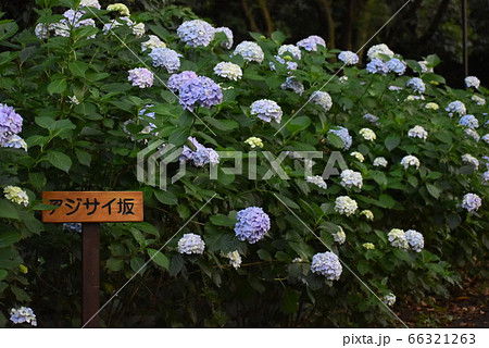 アジサイ坂 66321263