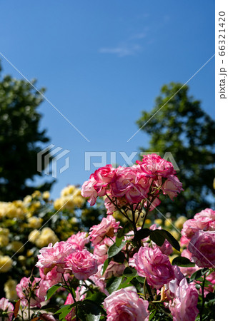 初夏のバラとまだ新緑の趣を残す樹林 初夏のバラとまだ新緑の趣を残す樹林 66321420