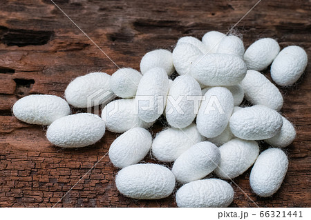 white silk cocoon white silk cocoon 66321441