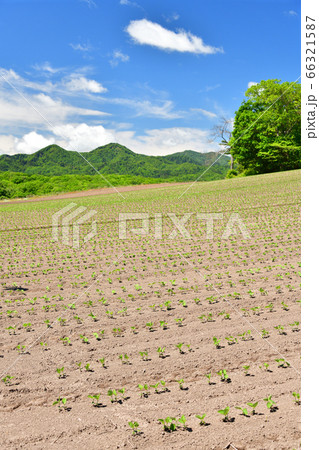 初夏の北海道厚沢部町で芽が出たばかりの大豆畑の風景を撮影 66321587