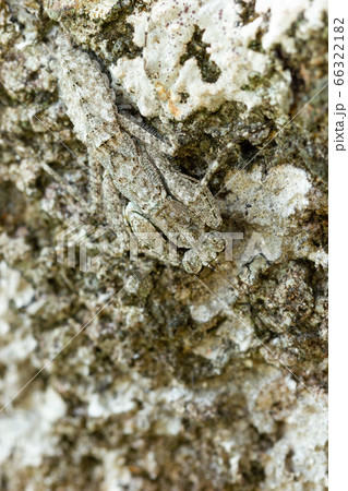 Praying Mantis on the rock in tropical forest. Mantis disguise or camouflage as a stone. Closeup and copy space. 66322182