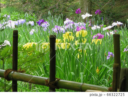 可憐な花菖蒲 可憐な花菖蒲 66322725