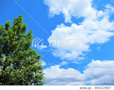 大樹と青空 大樹と青空 66322907