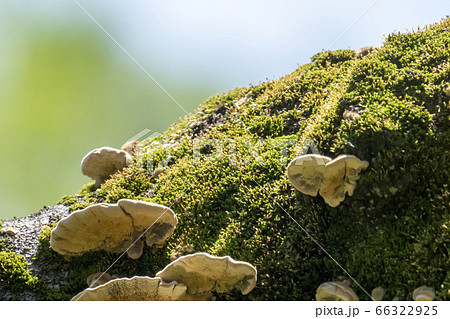 木の枝に生えた苔と白いキノコの写真素材