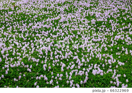 ホテイアオ ホテイアオ 66322969