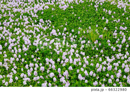 ホテイアオ 66322980