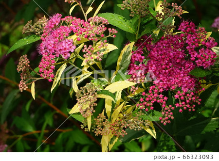 シモツケ 黄色 緑葉 シモツケ 黄色 緑葉 66323093