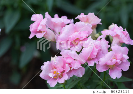 Snapdragon flower and green leaf in garden at sunny summer or spring day. Pink flower. 66323112